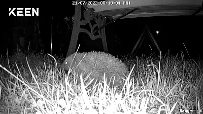 Überwachungskamera: Igel im Garten bei Nacht